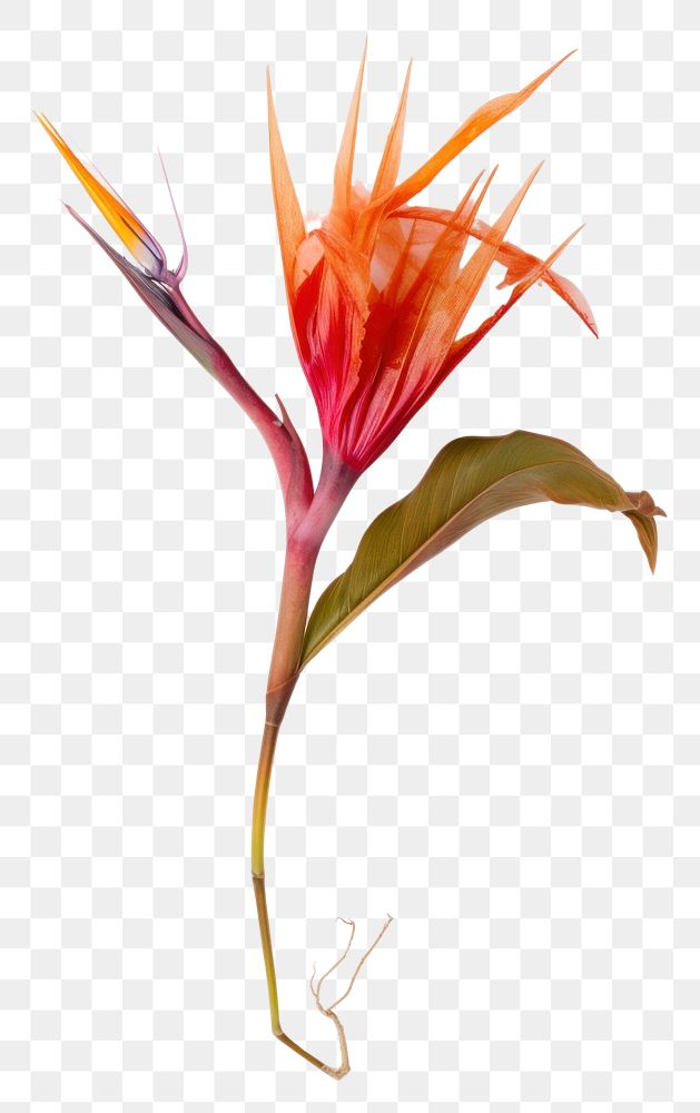 PNG  Real Pressed a Bird of paradise flowers plant petal red.