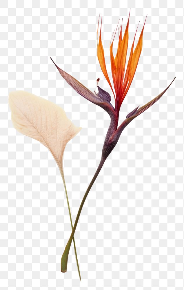 PNG  Real Pressed a Bird of paradise flowers plant petal leaf.