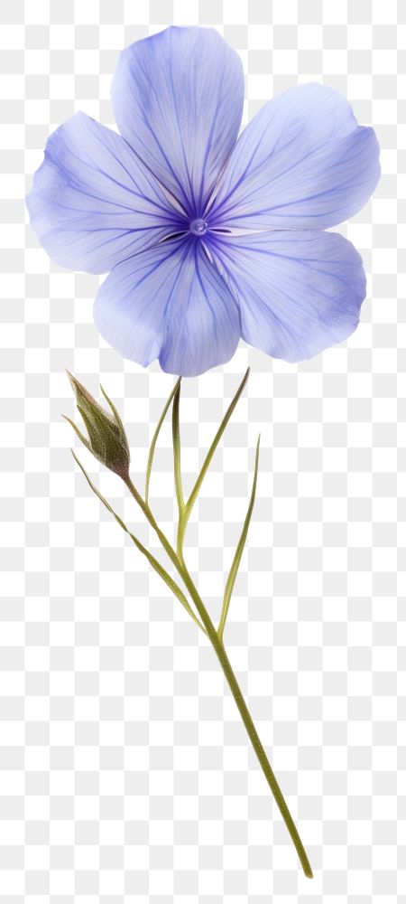 PNG  Real Pressed a Blue flax flower petal plant blue.