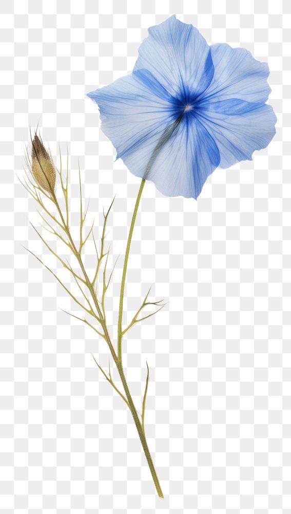 PNG  Real Pressed a Blue flax flower petal plant herb.