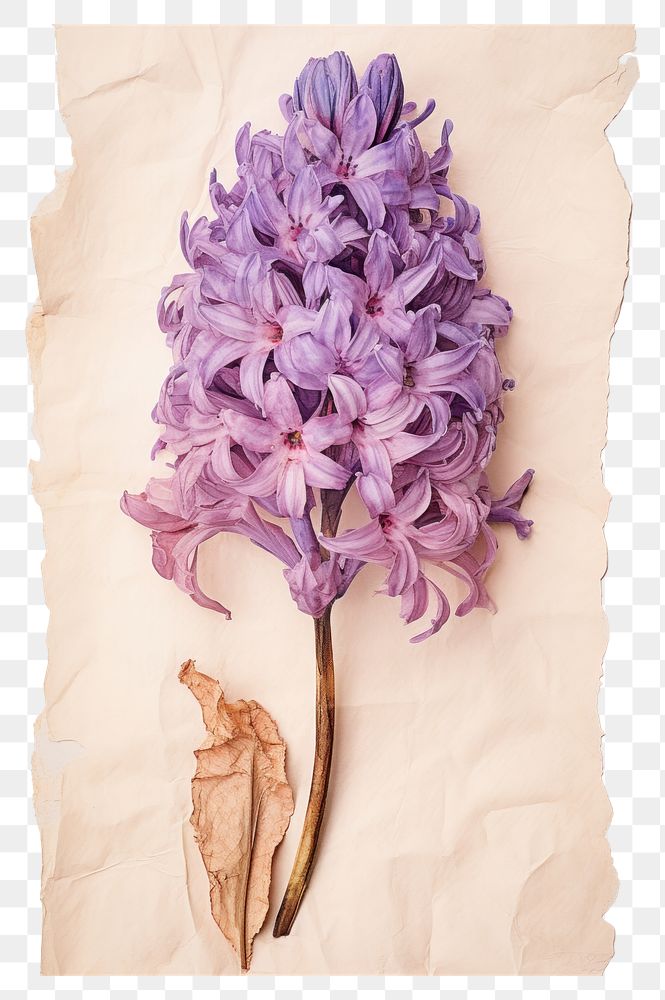 PNG  Real Pressed a hyacinth flowers blossom lilac petal.