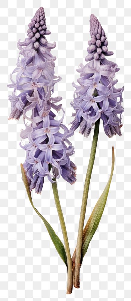 PNG  Real Pressed a hyacinth flowers blossom petal plant.