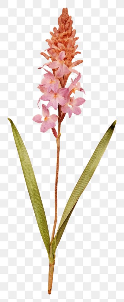 PNG  Real Pressed a hyacinth flowers blossom plant petal.