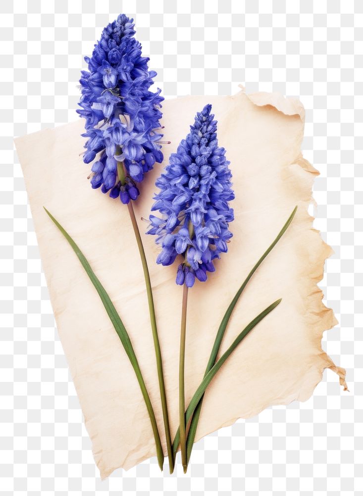 PNG  Real Pressed a hyacinth flowers lavender blossom plant.
