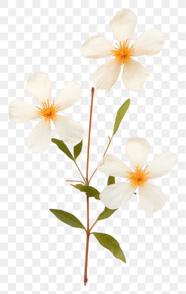 PNG  Real Pressed a Jasmine flower blossom petal.