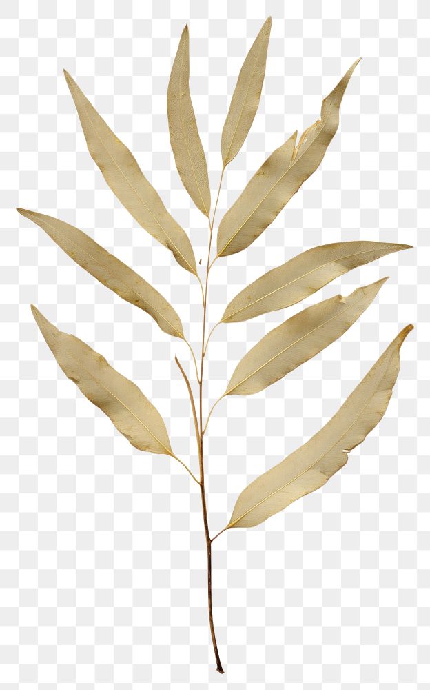 PNG  Real Pressed a olive leaf plant branch nature.