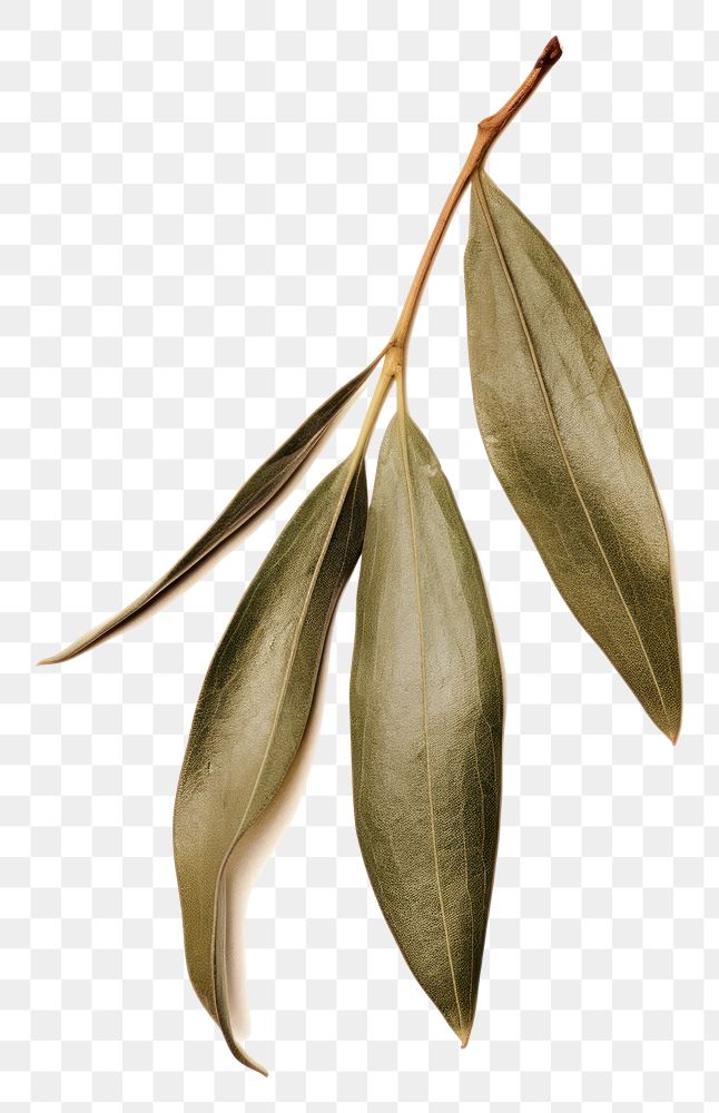 PNG  Real Pressed a olive leaf flower plant herbs.