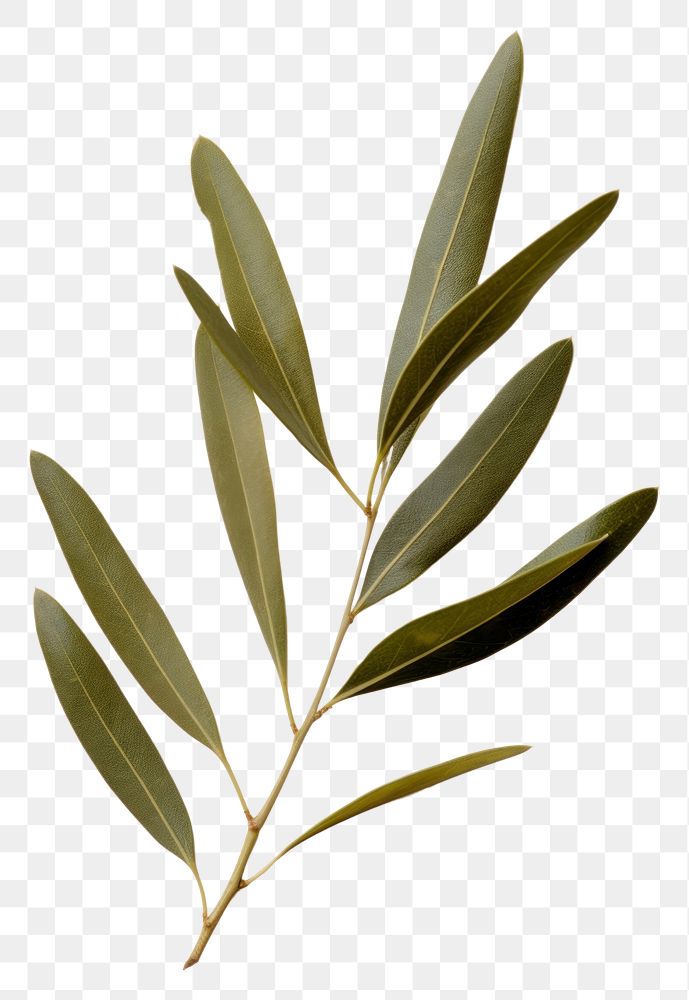 PNG  Real Pressed a olive leaf plant herbs tree.