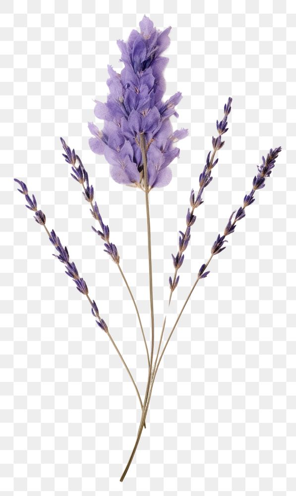 PNG  Real Pressed a lavender flower blossom plant.