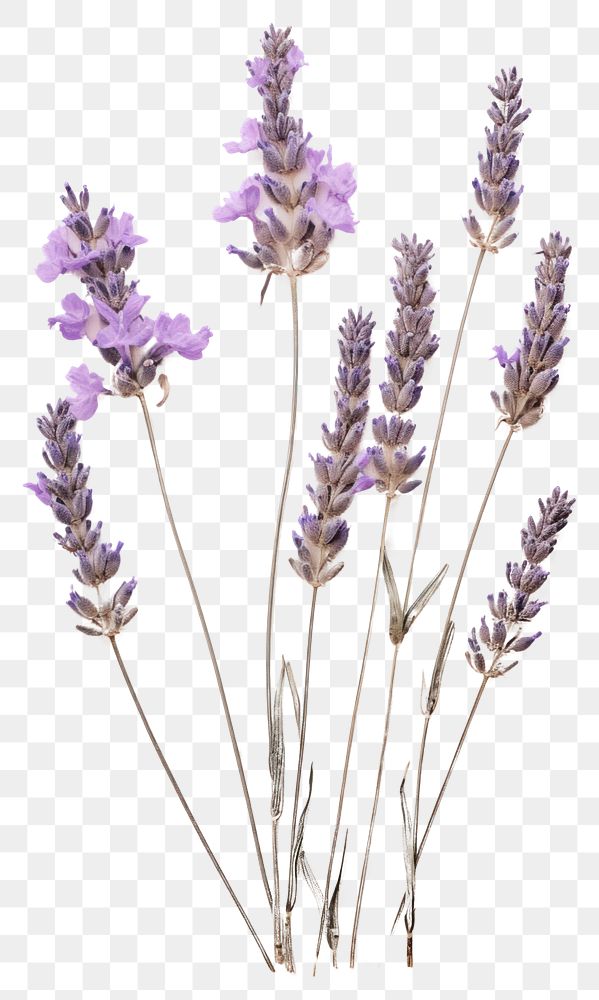 PNG  Real Pressed a lavenders flower blossom plant.