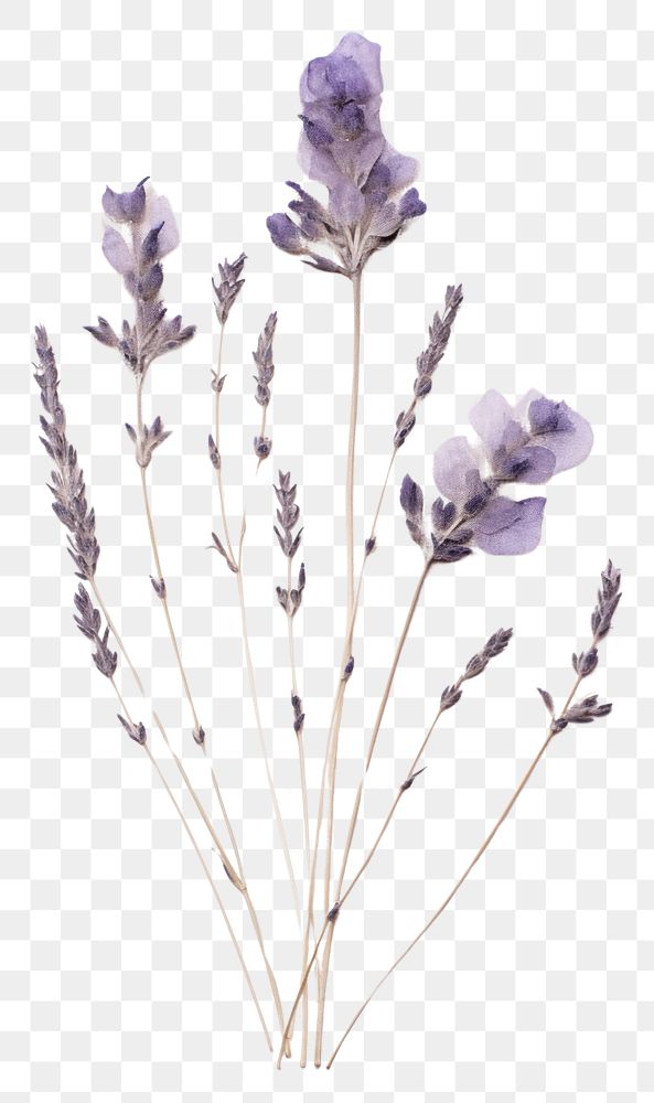 PNG  Real Pressed a lavender flower plant herb.