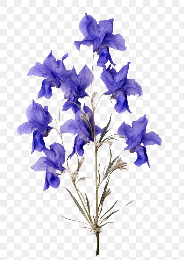 PNG  Real Pressed a larkspur flowers gladiolus lavender petal.