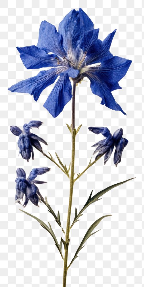 PNG  Real Pressed a larkspur flowers blossom petal plant.