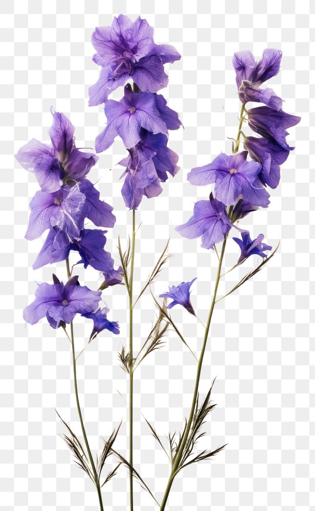 PNG  Real Pressed a larkspur flowers lavender blossom plant.