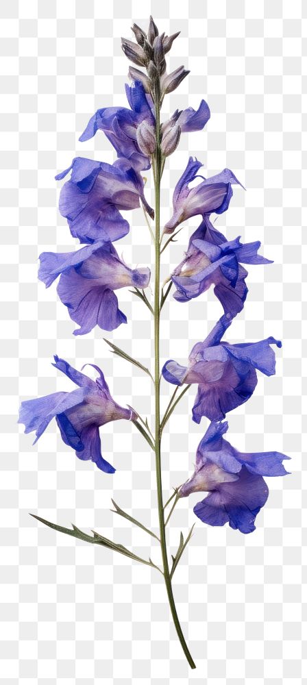 PNG  Real Pressed a larkspur flowers gladiolus lavender blossom.