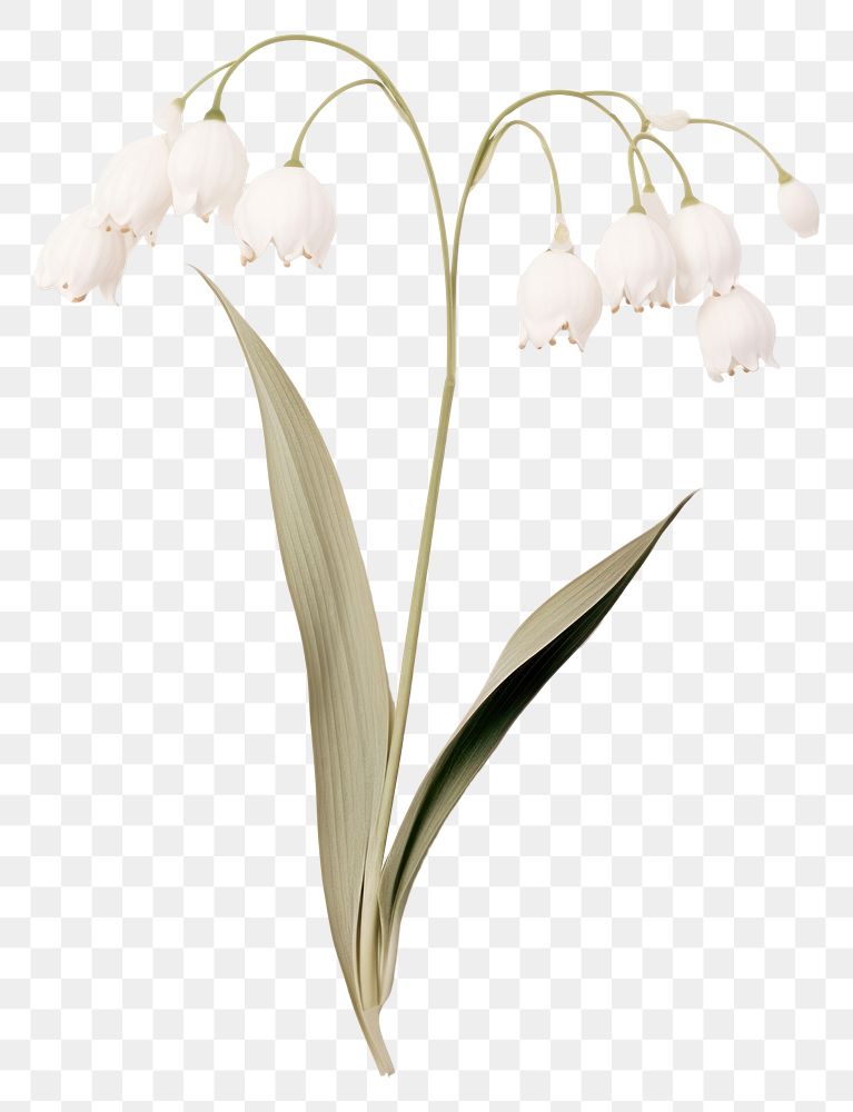 PNG  Real Pressed a Lily of the valley flowers plant petal white.