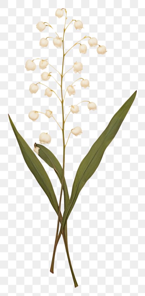 PNG  Real Pressed a Lily of the valley flowers plant white amaryllidaceae.