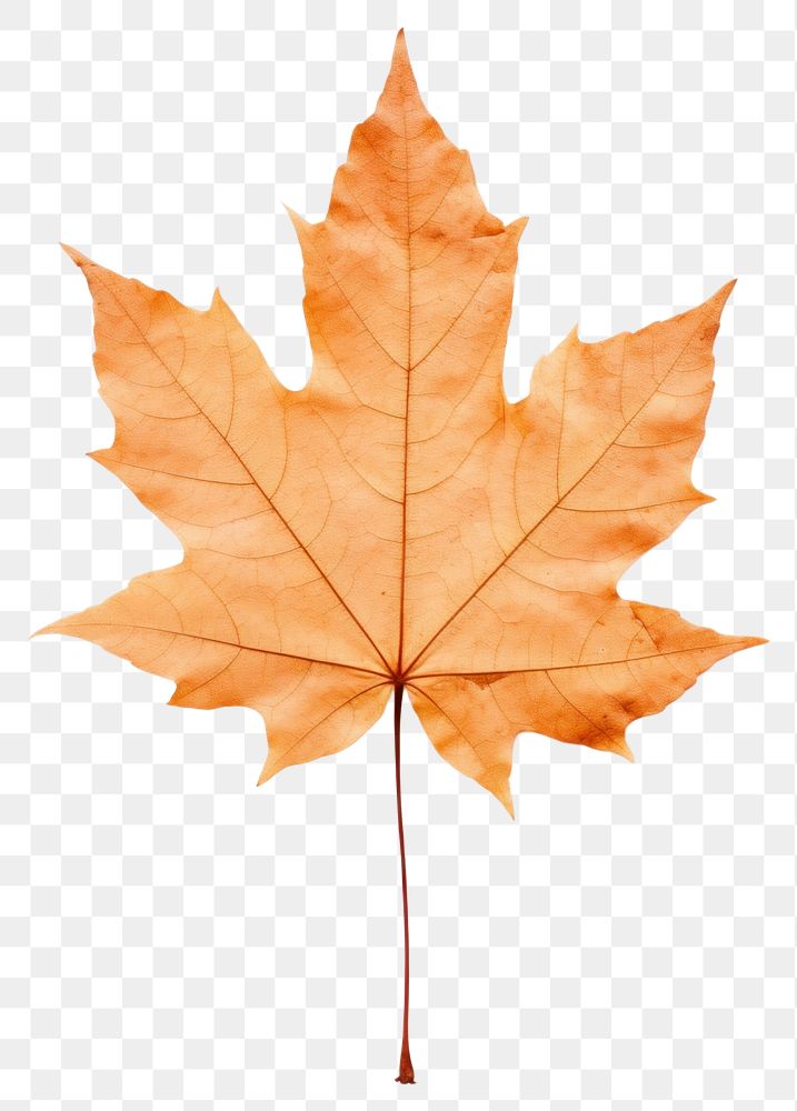 PNG  Real Pressed a Maple leaf maple plant tree.
