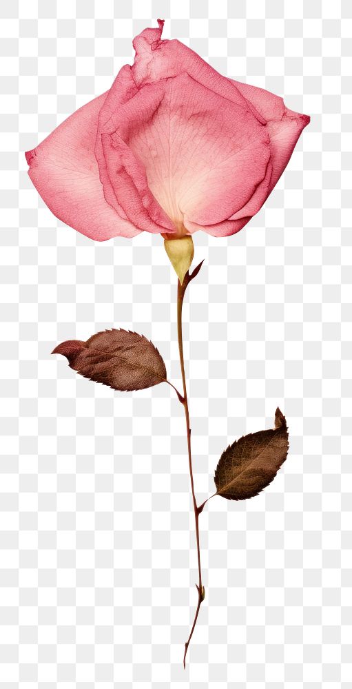 PNG  Real Pressed a Rosa flowers petal plant rose.