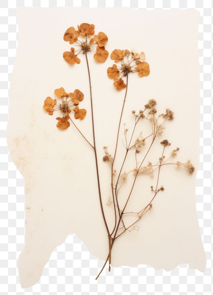 PNG  Real Pressed a Wildflower plant art asteraceae.
