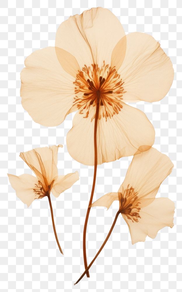 PNG  Real Pressed a Wildflowers petal plant white.