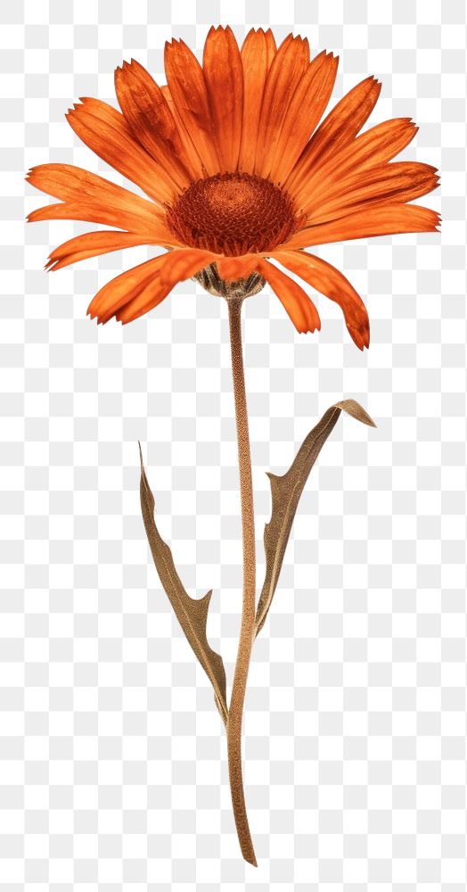 PNG  Real Pressed a Wildflowers petal plant daisy.