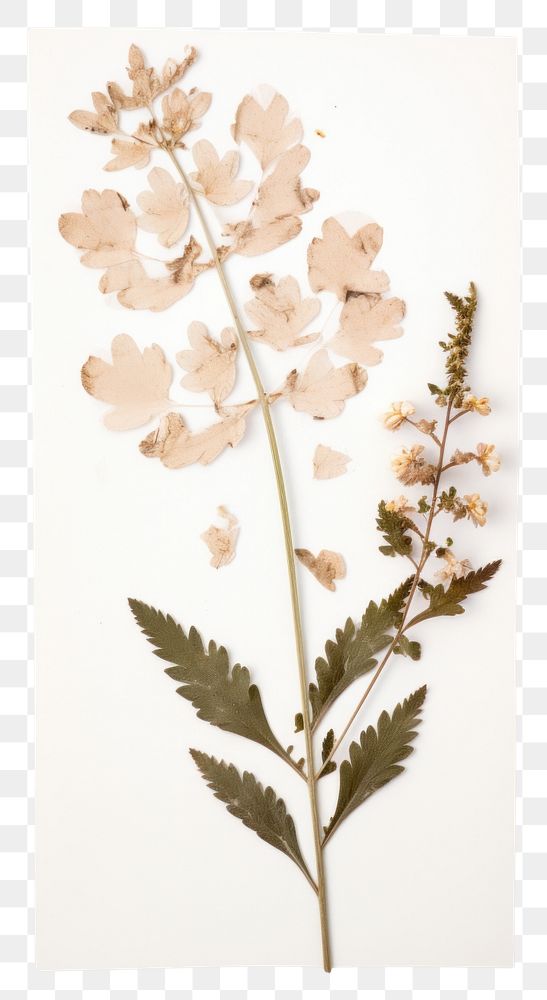 PNG  Real Pressed a Wildflowers herbs plant leaf.