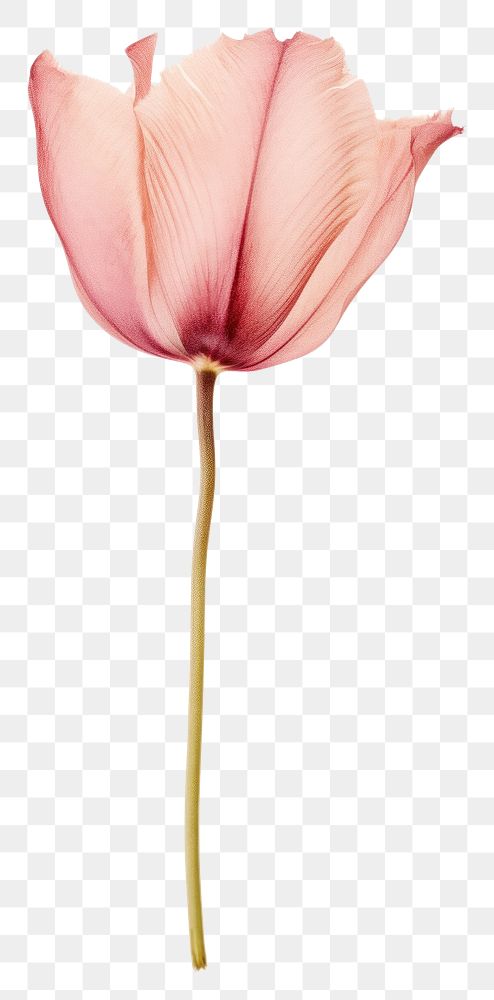 PNG  Real Pressed a Tulip flower tulip petal.