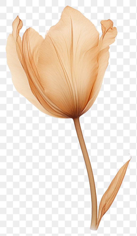 PNG  Real Pressed a Tulip flower petal plant.