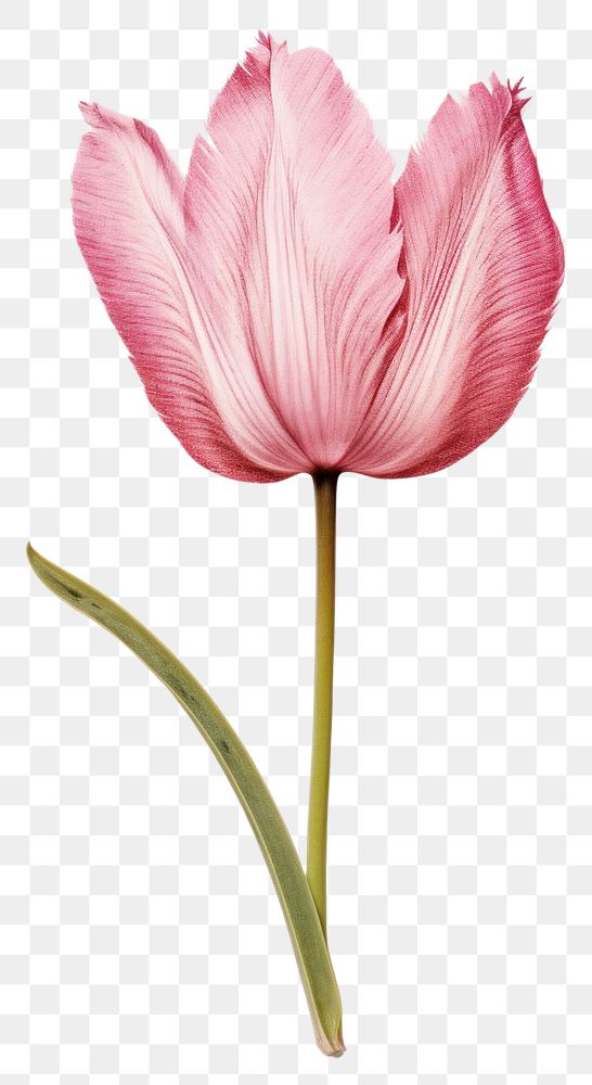 PNG  Real Pressed a Tulip flower tulip petal.