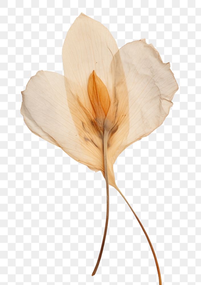 PNG  Real Pressed a Tulip flower plant petal.