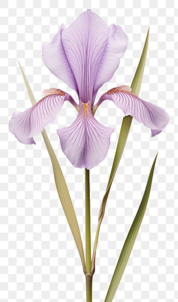 PNG  Real Pressed Iris flower iris blossom petal.