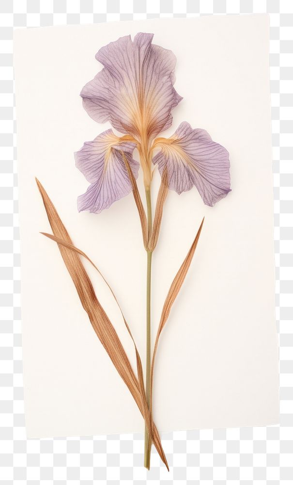 PNG  Real Pressed Iris flower iris petal plant.