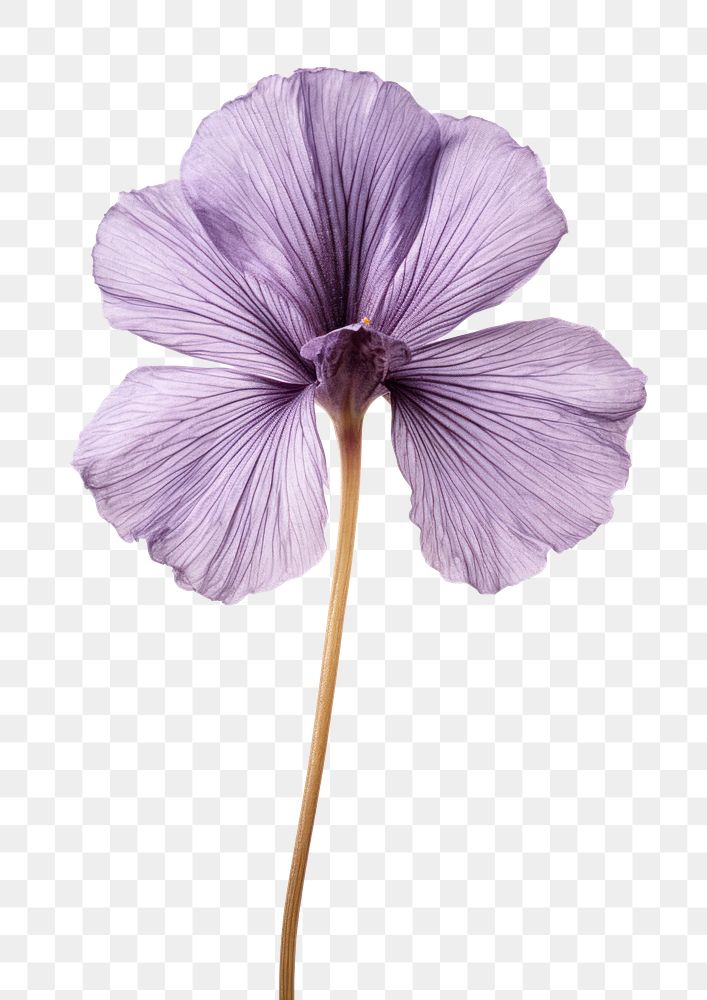 PNG  Real Pressed Iris flower blossom purple petal.