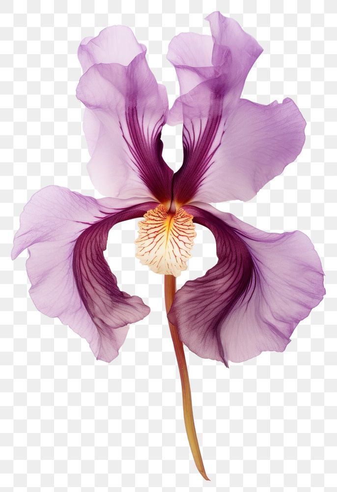 PNG  Real Pressed Iris flower blossom orchid purple.