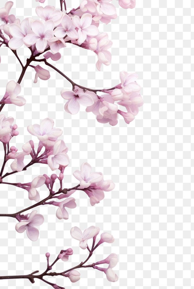 PNG Lilac aesthetic background backgrounds outdoors blossom. AI generated Image by rawpixel.