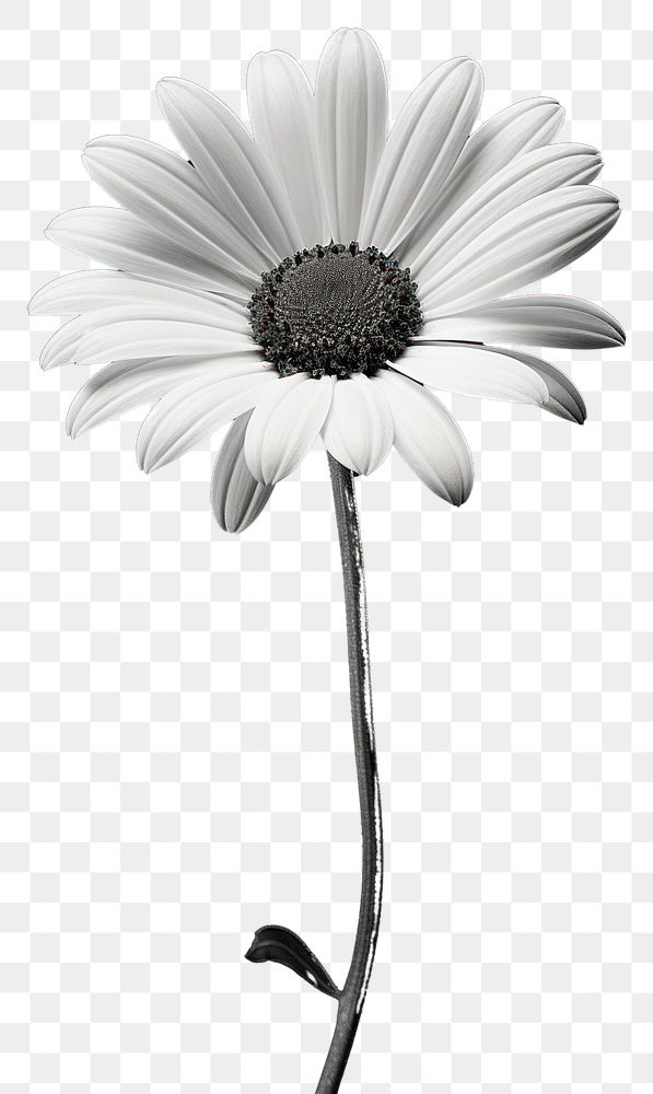 PNG Photography of daisies monochrome flower daisy.