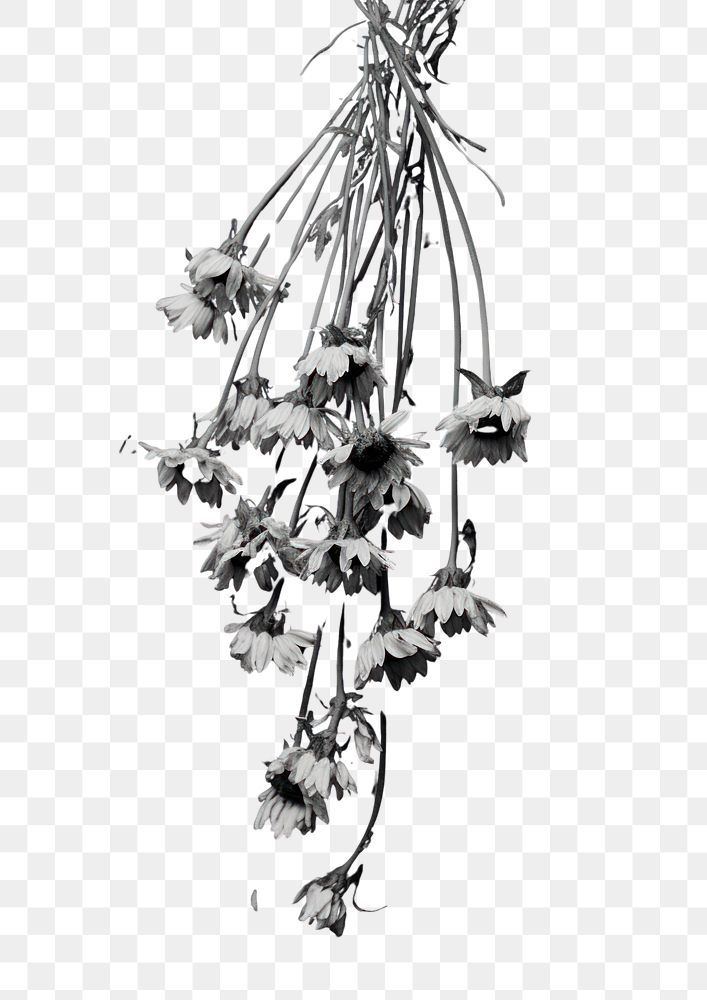 PNG Photography of dried flowers plant white black.