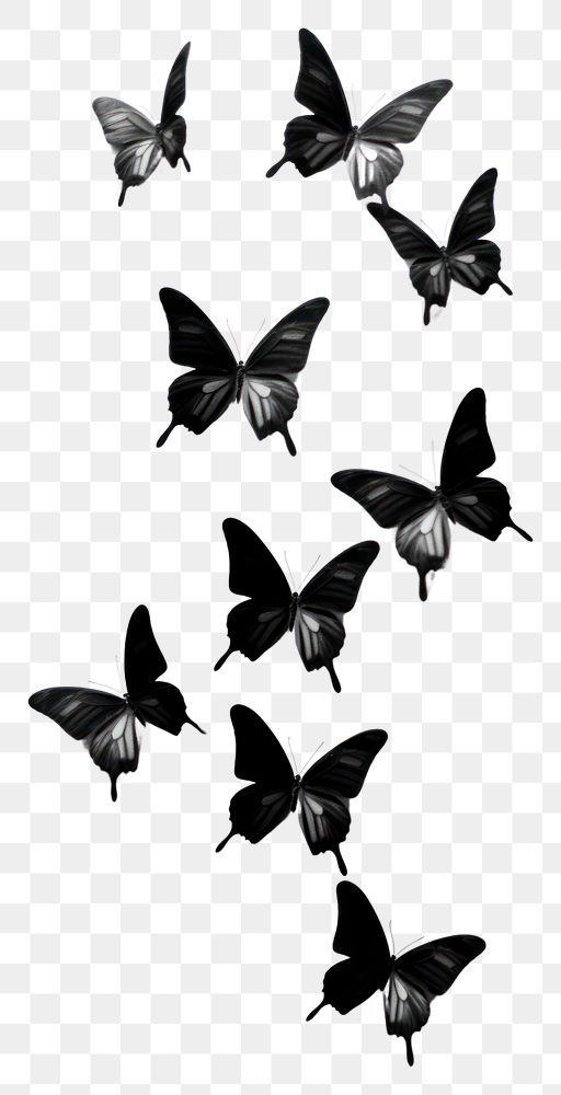 PNG Photography of flying butterflies monochrome butterfly animal.