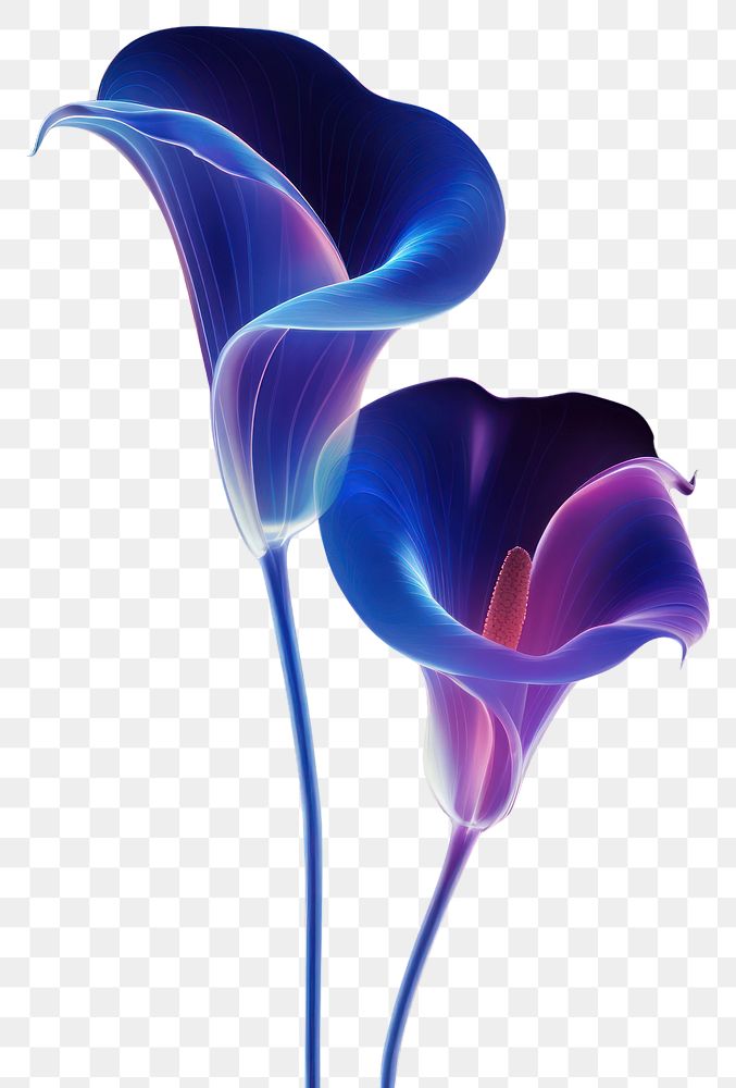 PNG Illustration calla lily neon rim light purple flower plant.