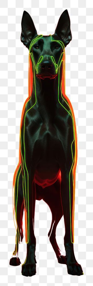 PNG Illustration Dobermann neon rim light animal mammal pet.