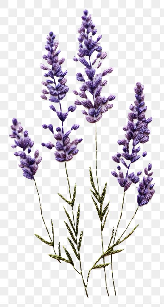 PNG A lavender in embroidery style blossom flower plant.