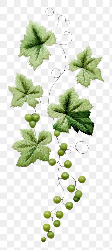 PNG Grapes ivy in embroidery style plant leaf vine.