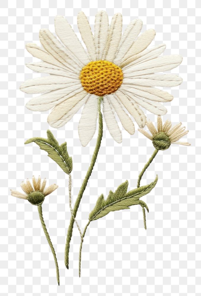 PNG Daisy in embroidery style flower plant white.