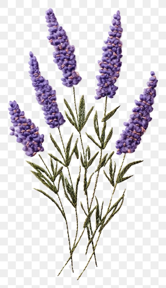 PNG Lavender in embroidery style blossom flower plant.