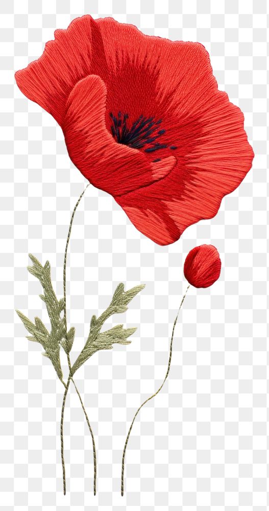 PNG Poppy in embroidery style flower plant inflorescence.