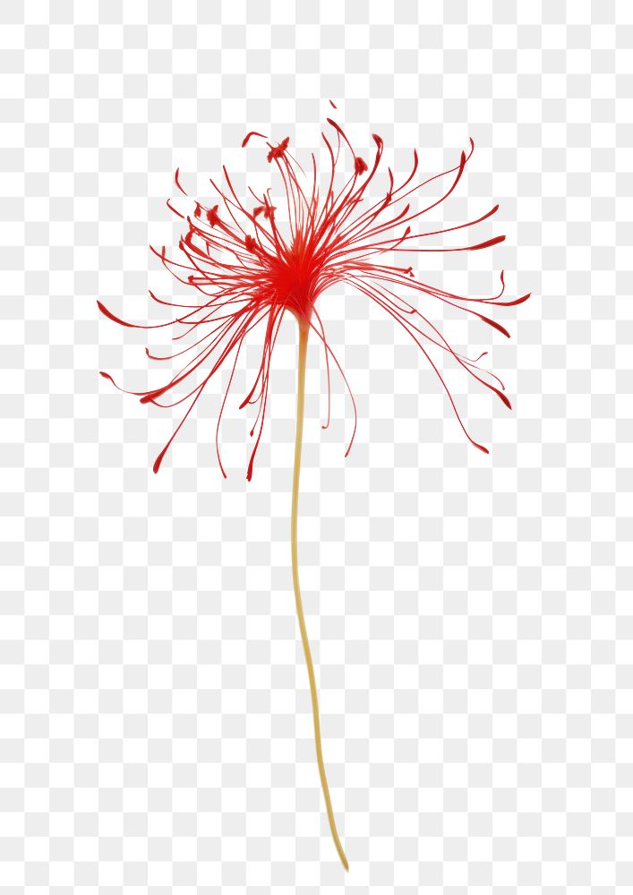 PNG Spider lily flower petal plant. 