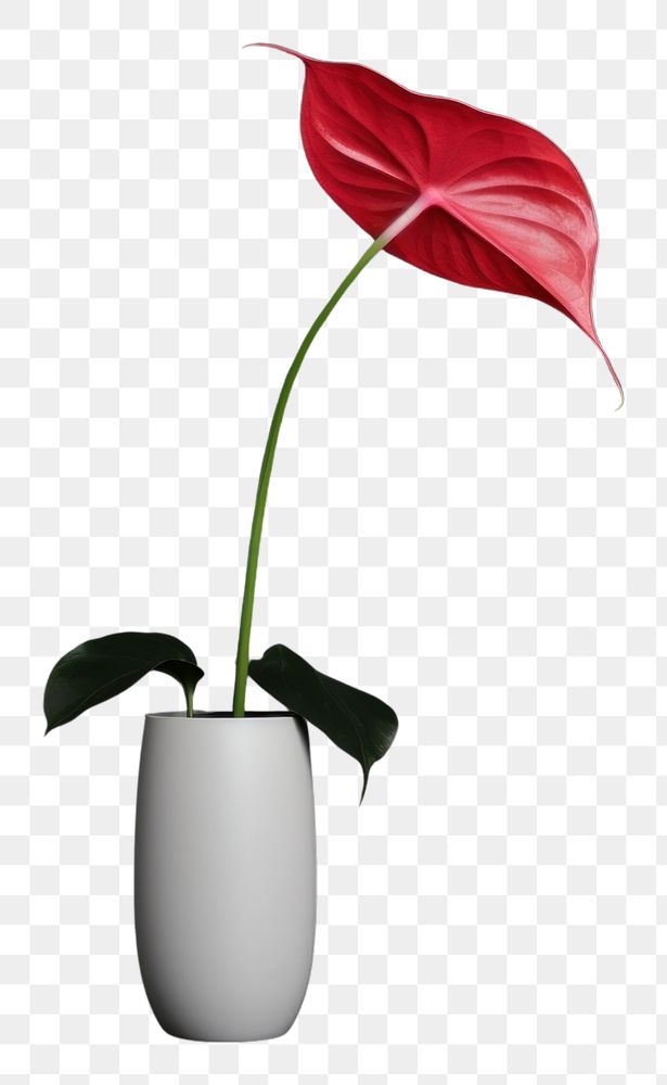 PNG Anthurium flower houseplant anthurium | Premium PNG - rawpixel