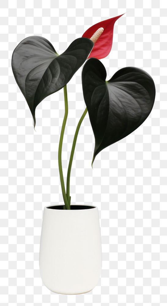 PNG  Flower plant vase houseplant. AI generated Image by rawpixel.