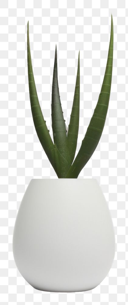 PNG  Aloe vera houseplant vase decoration flowerpot. AI generated Image by rawpixel.